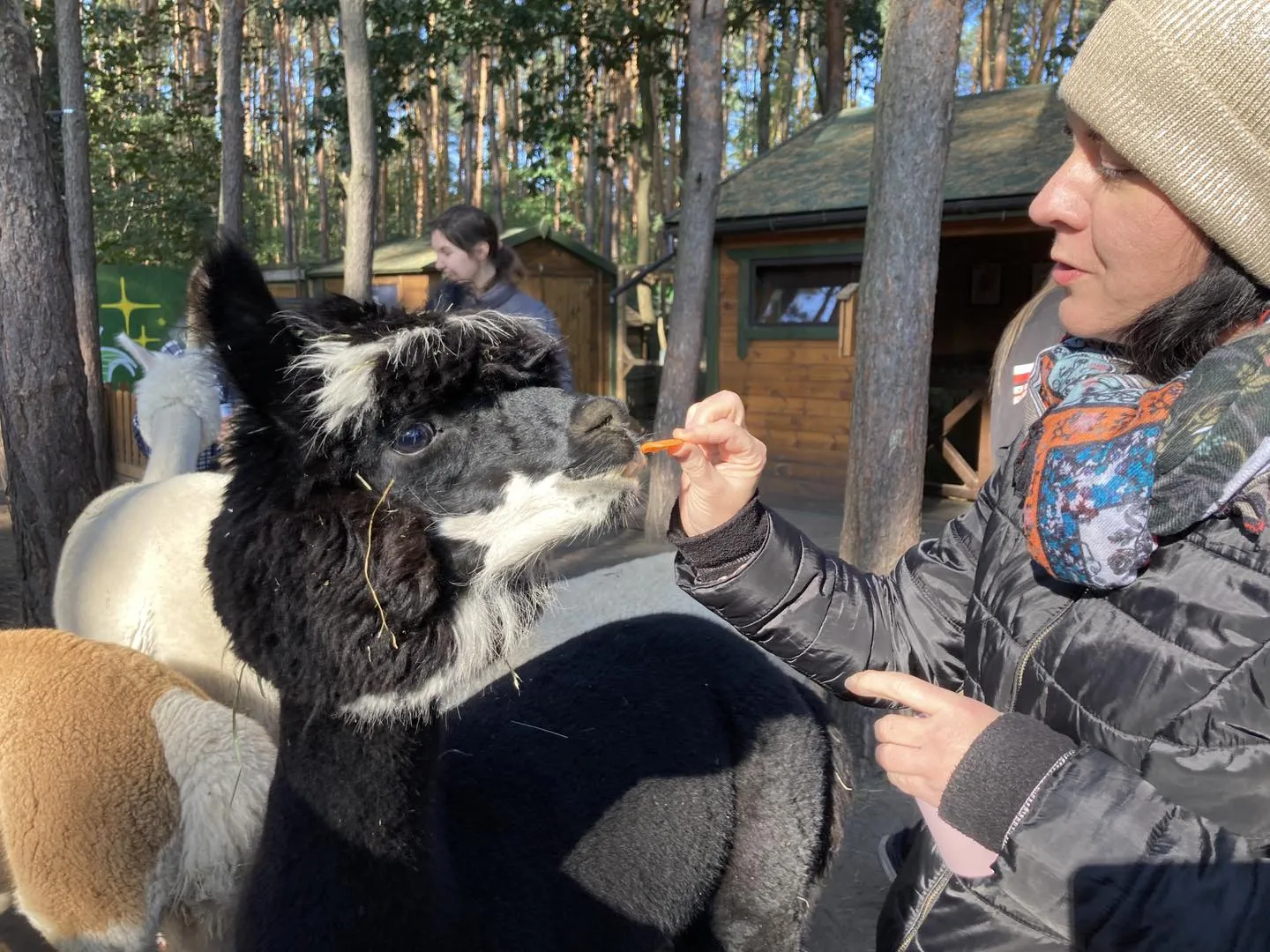 Spotkanie z alpakami