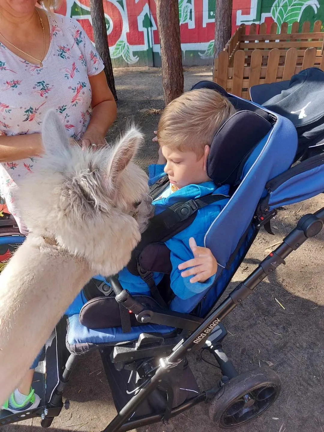 Spotkanie z alpakami