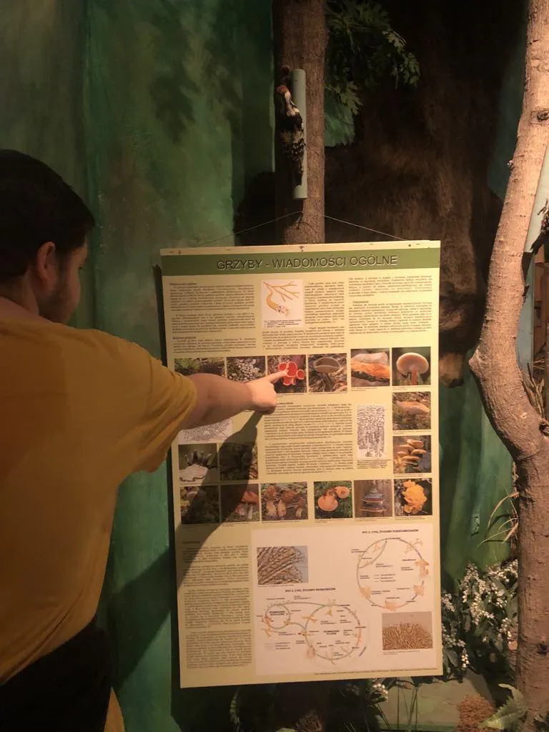 Lekcja “Przygoda z Grzybami”