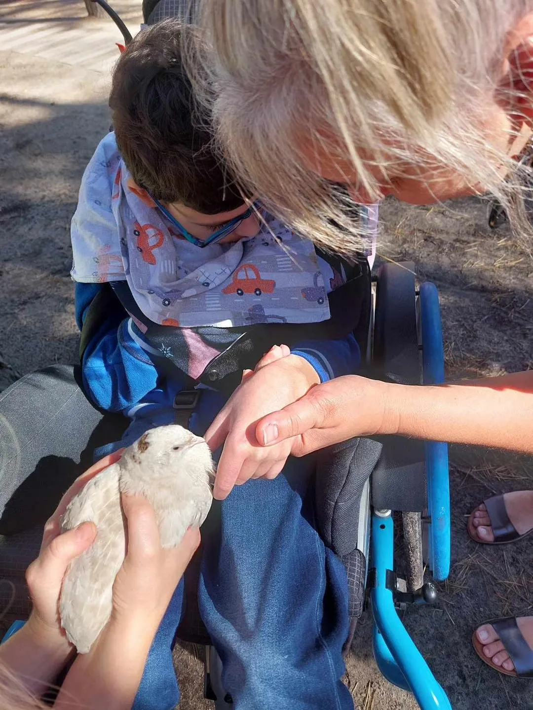 Spotkanie z alpakami