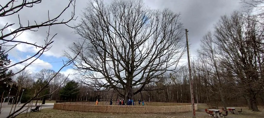 TAJEMNICE LASU KABACKIEGO