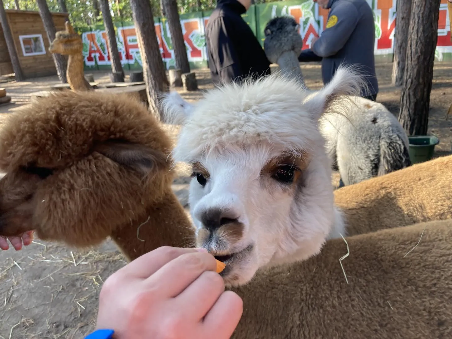 Spotkanie z alpakami
