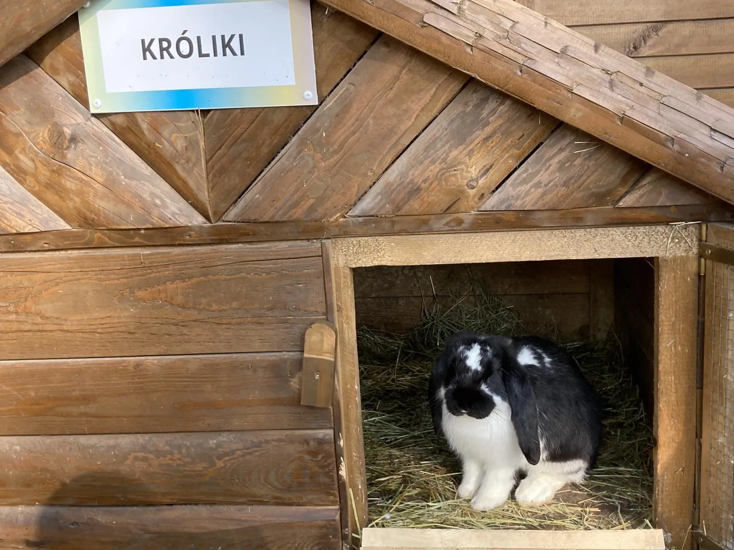 Spotkanie z alpakami