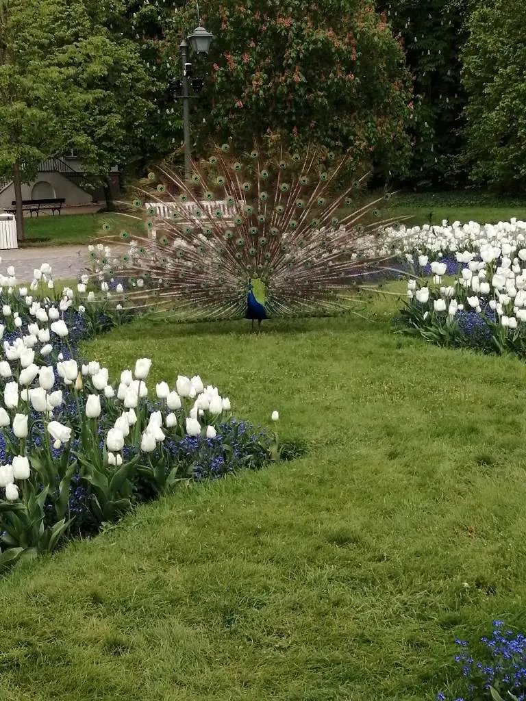 Zielona Niedziela w Łazienkach Królewskich