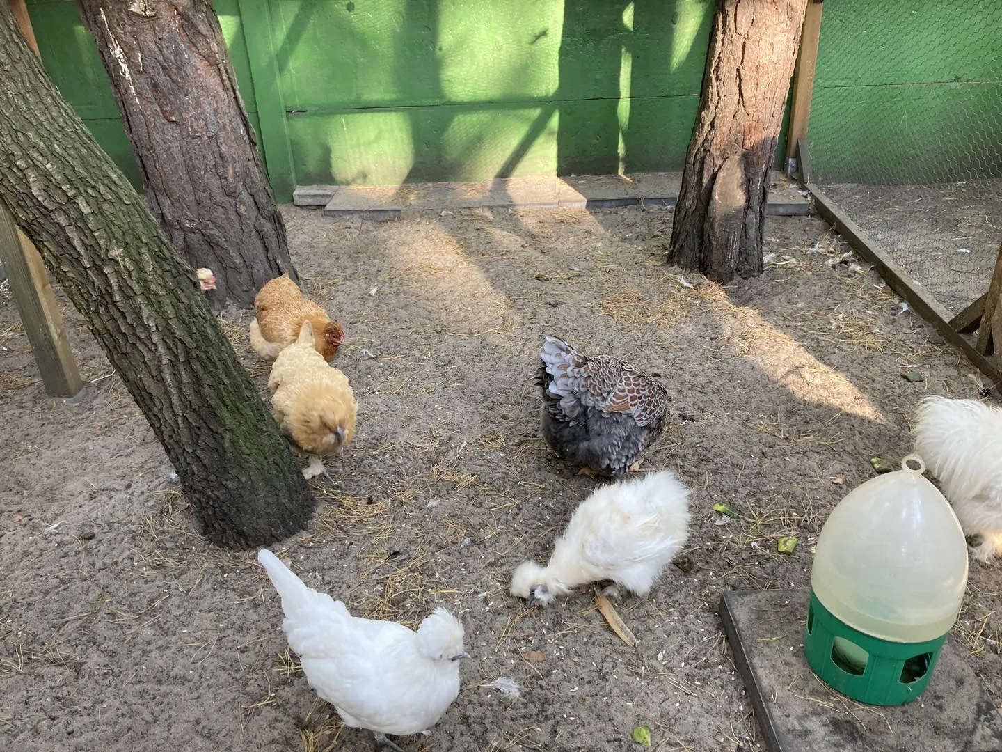 Spotkanie z alpakami