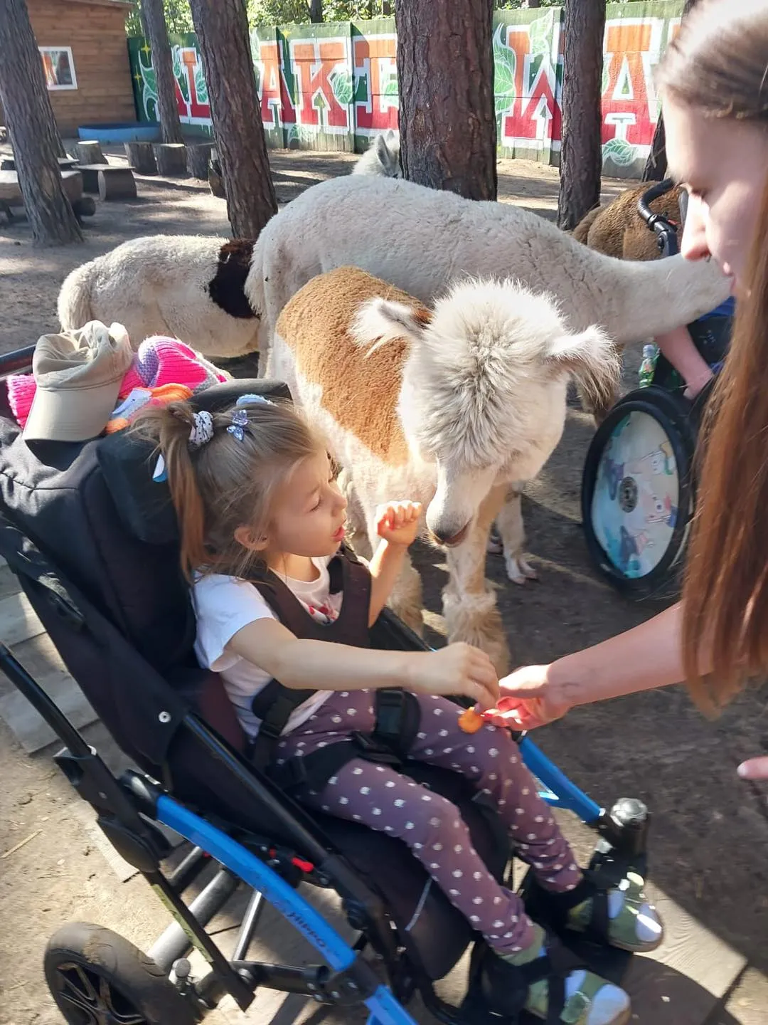 Spotkanie z alpakami