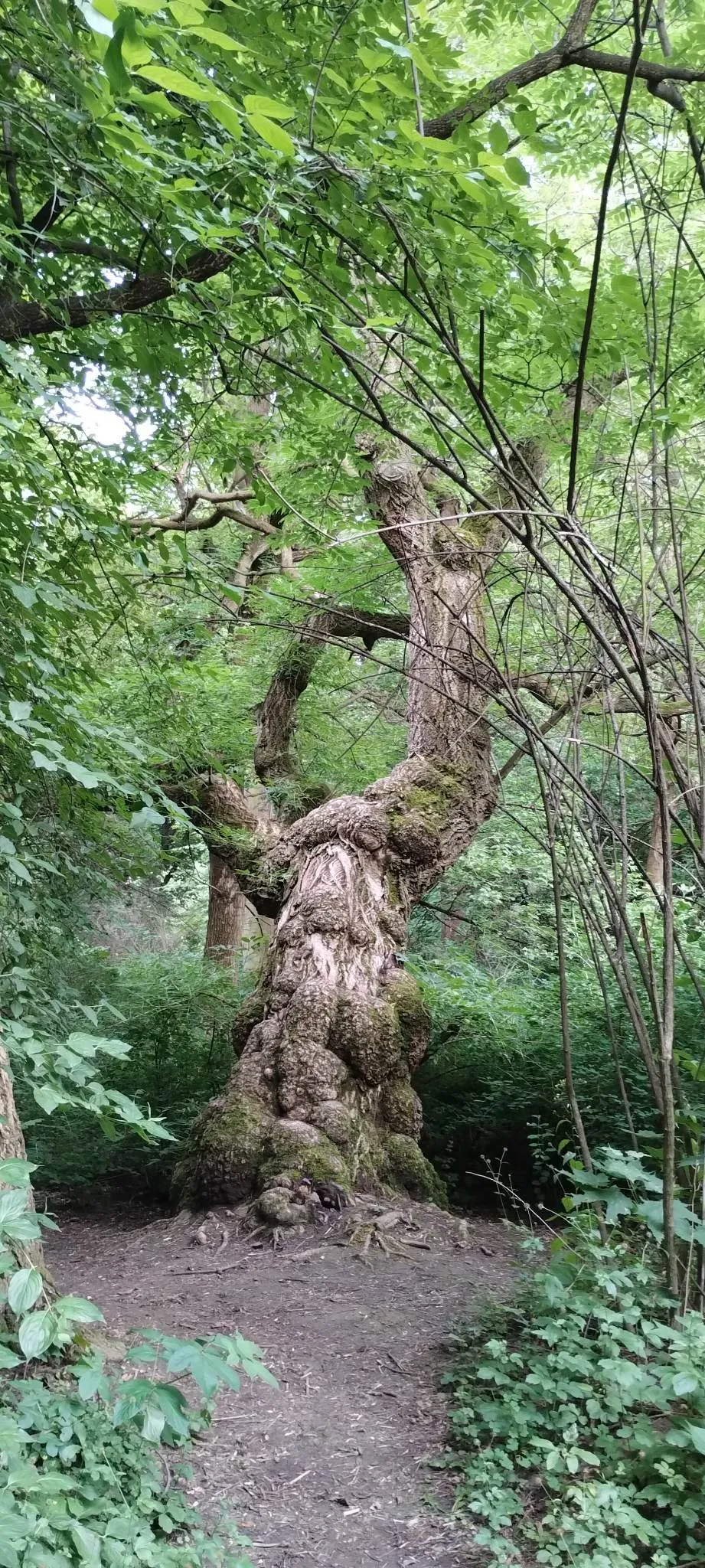 Zielona Niedziela w Parku Skaryszewskim