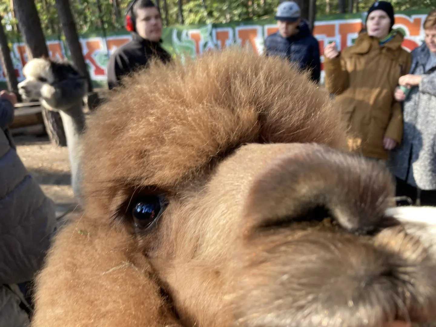 Spotkanie z alpakami