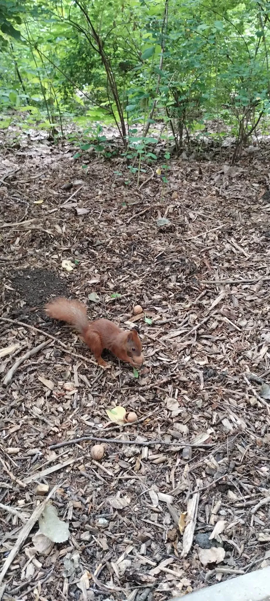 Zielona Niedziela w Parku Skaryszewskim