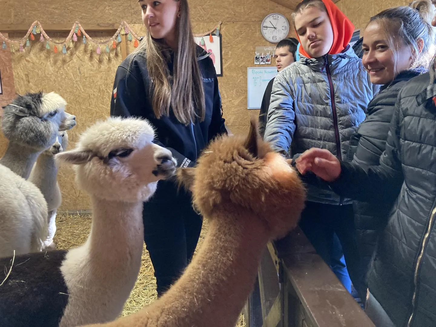 Spotkanie z alpakami