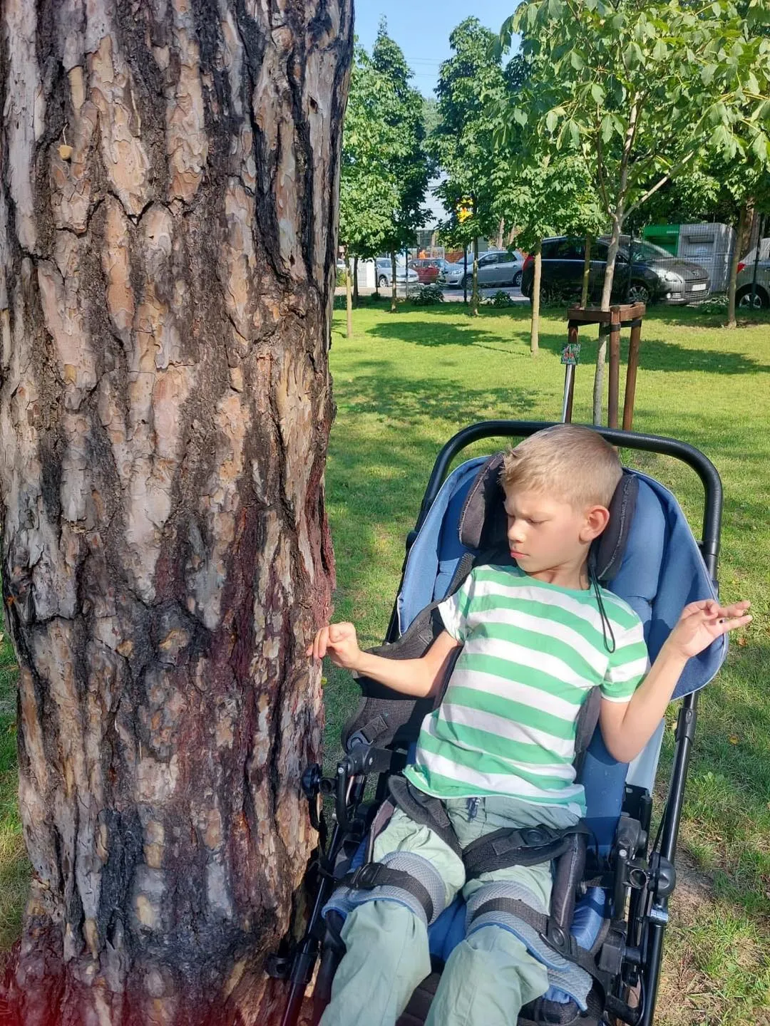 Przytul się do drzewa