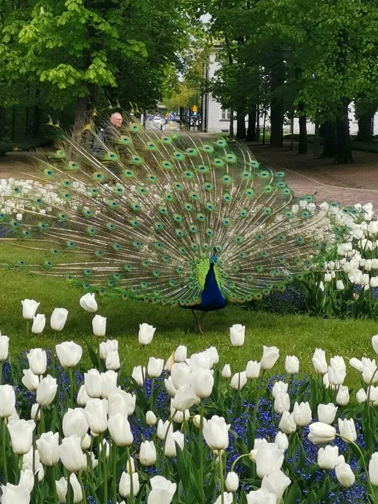 Zielona Niedziela w Łazienkach Królewskich