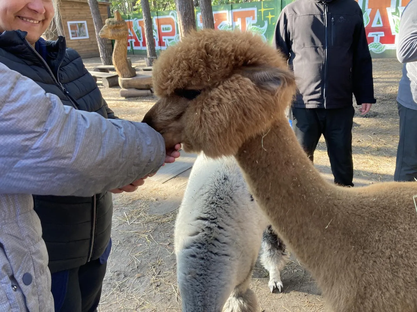 Spotkanie z alpakami