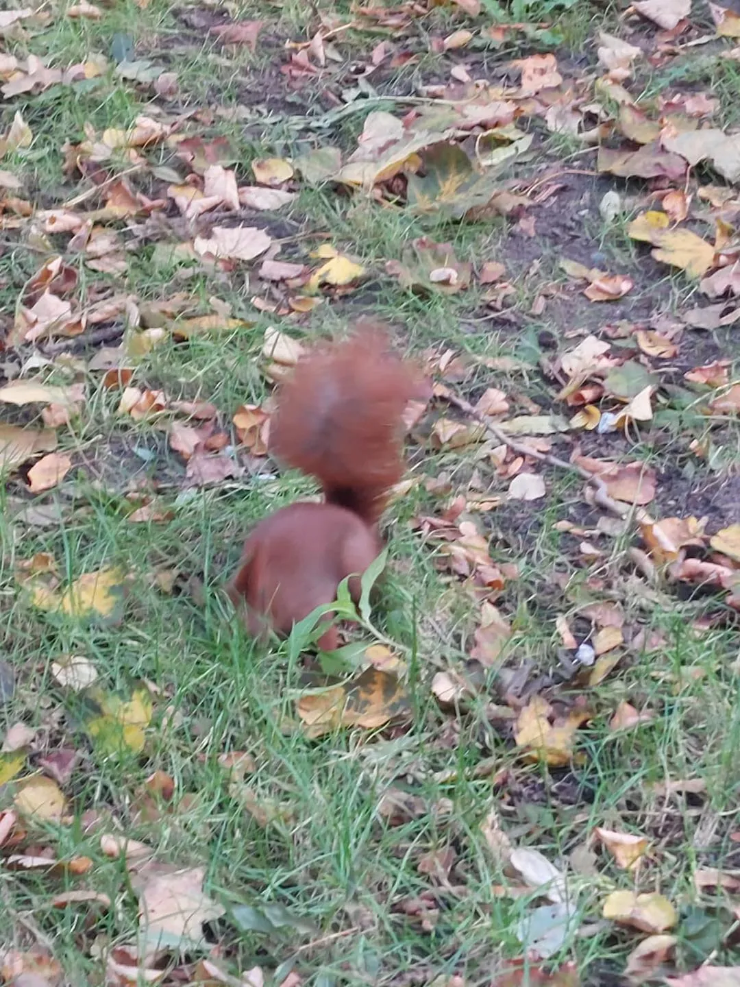 Polska Złota Jasień w Parku Skaryszewskim