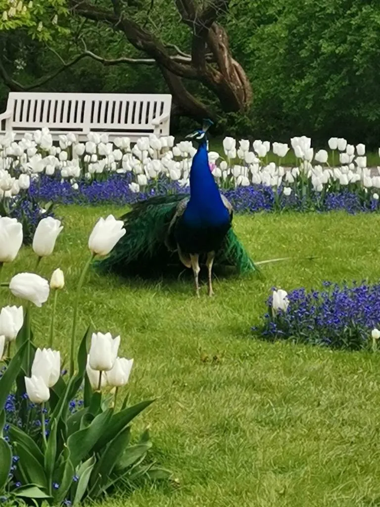 Zielona Niedziela w Łazienkach Królewskich