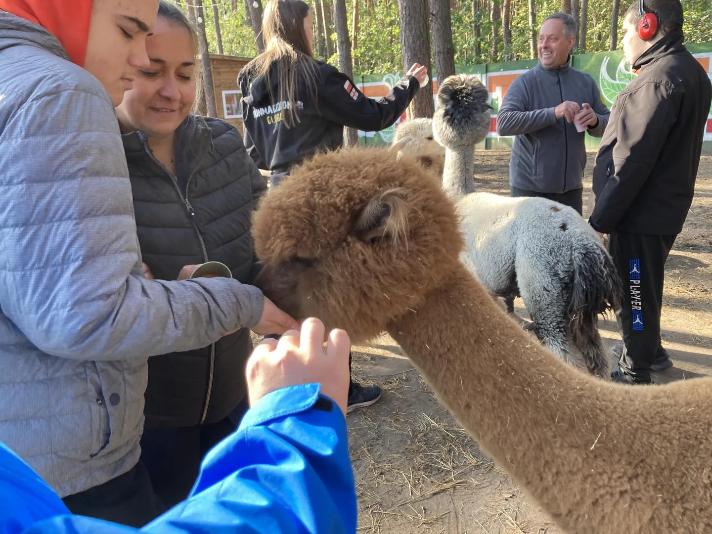 Spotkanie z alpakami