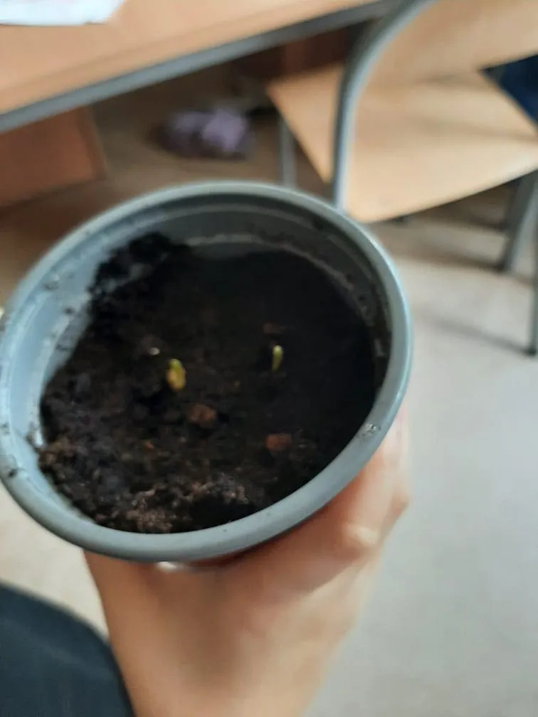 Popcorn prosto z ogródka