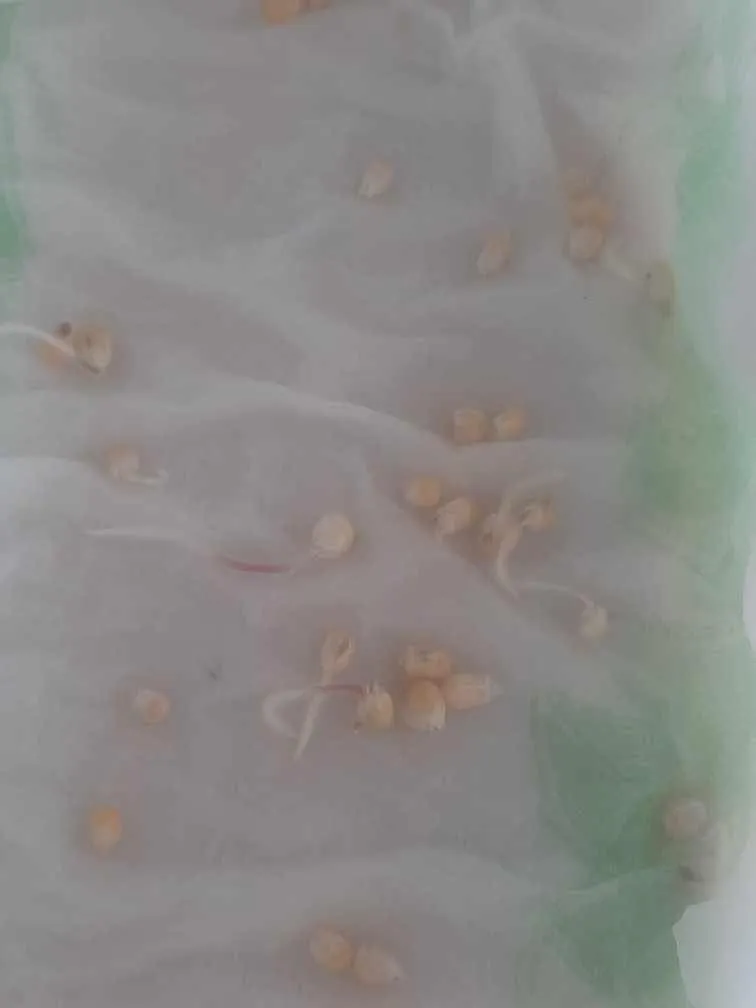 Popcorn prosto z ogródka