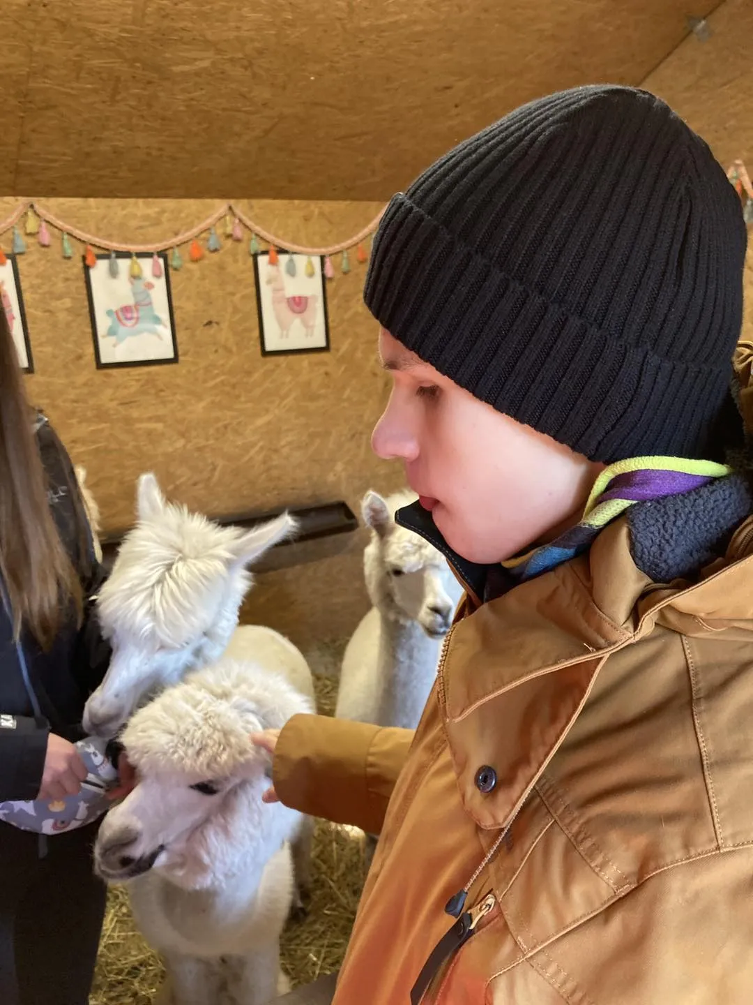 Spotkanie z alpakami