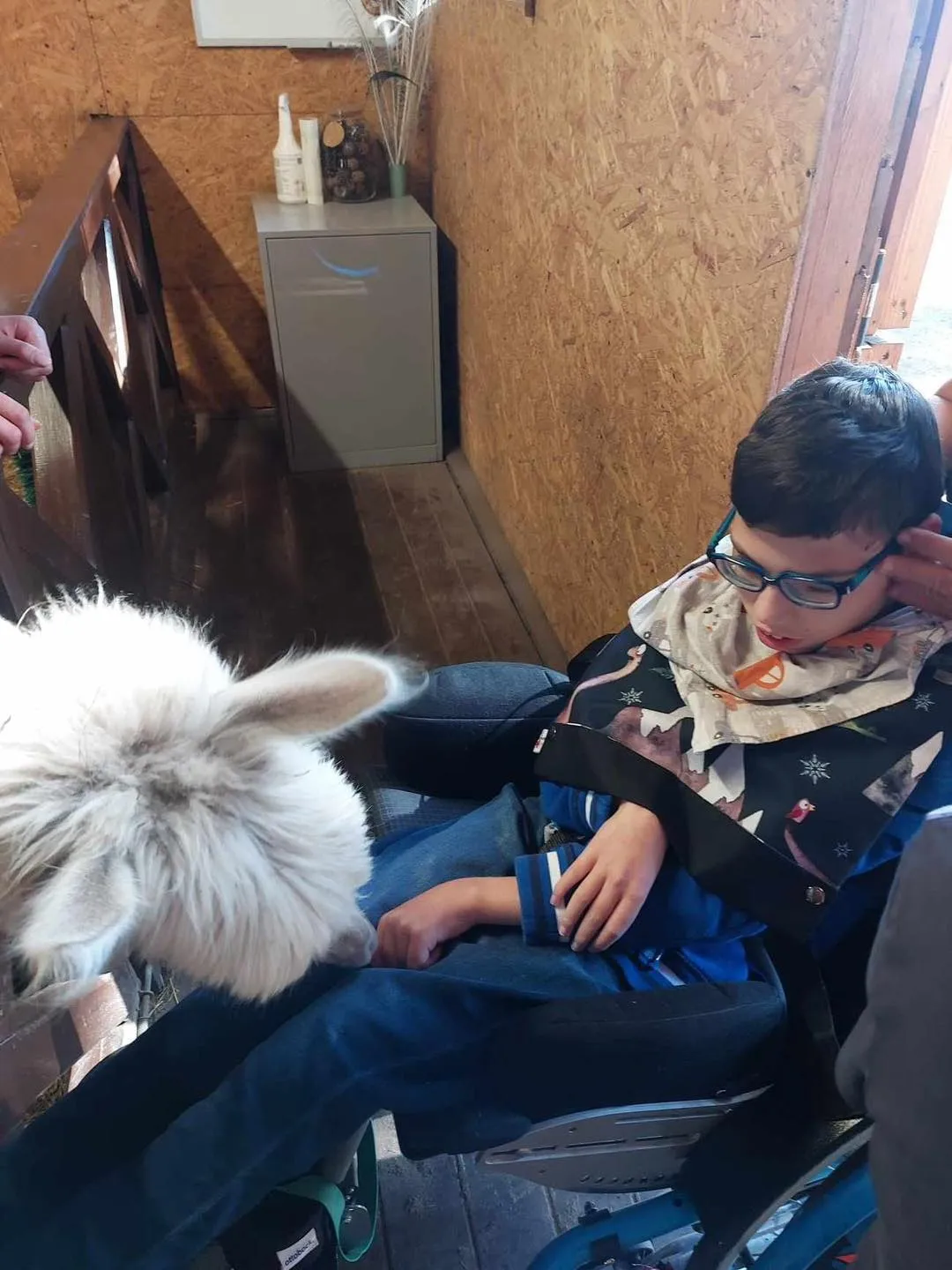 Spotkanie z alpakami