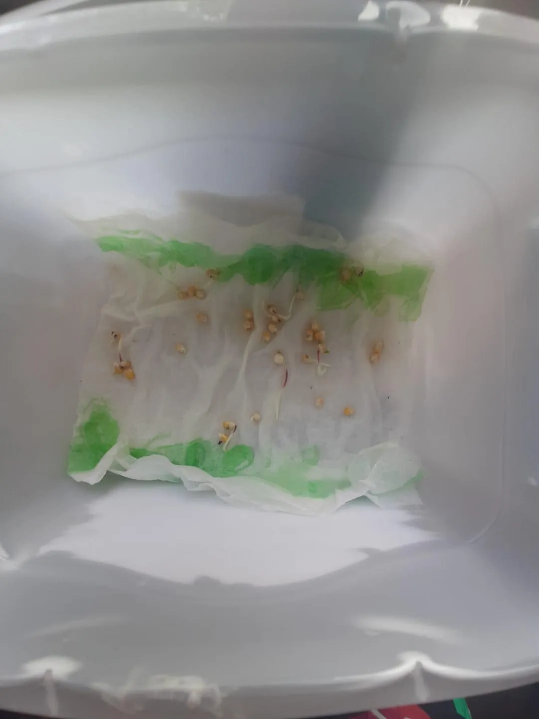 Popcorn prosto z ogródka