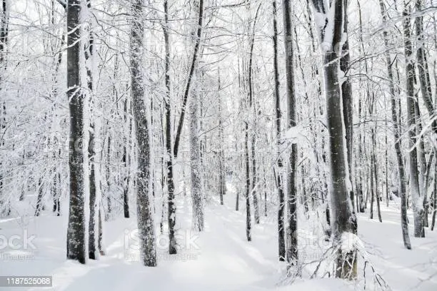 Projekt “ZIELONA NIEDZIELA”